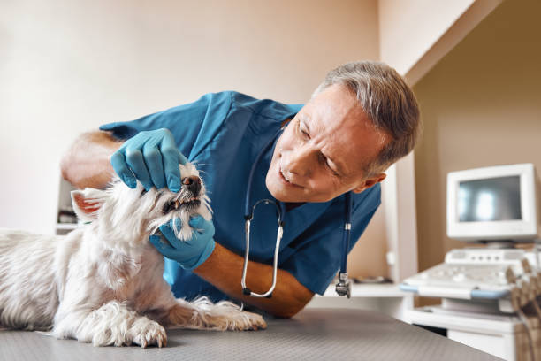 Best Mobile Emergency Dentist in Selinsgrove, PA